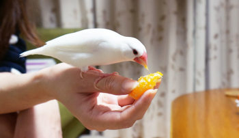 文鳥が食べられる果物と食べられない果物