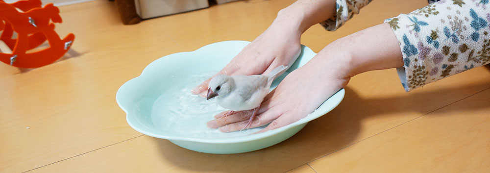 文鳥の水浴び 手順3